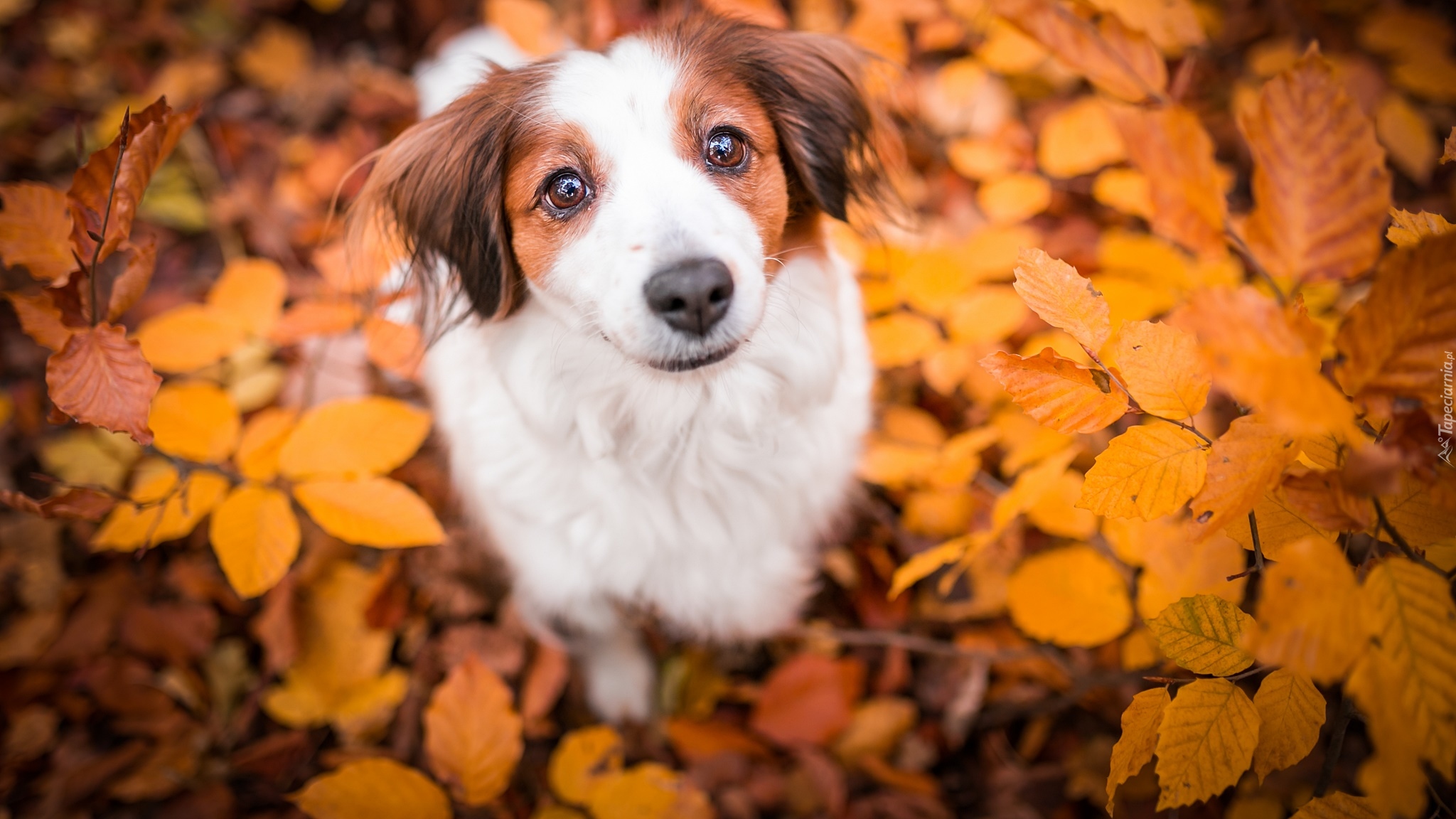 Pies, Płochacz holenderski, Kooikerhondje, Liście