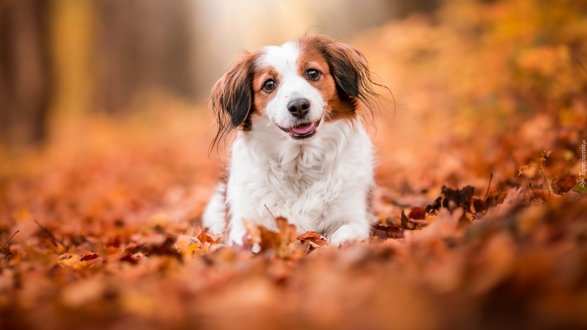 Pies, Płochacz holenderski, Kooikerhondje, Mordka, Liście