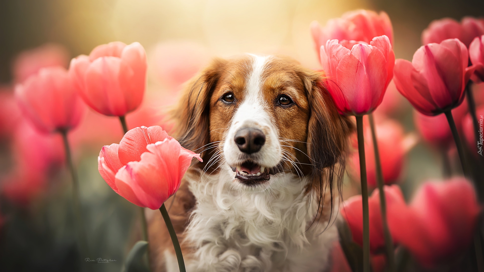 Pies, Płochacz holenderski, Tulipany