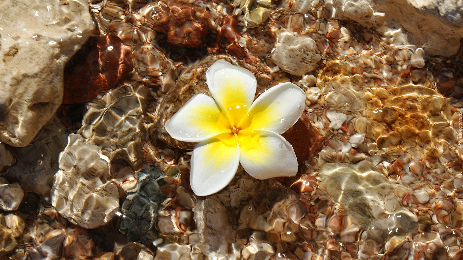 Kwiat, Plumeria, Woda, Kamienie