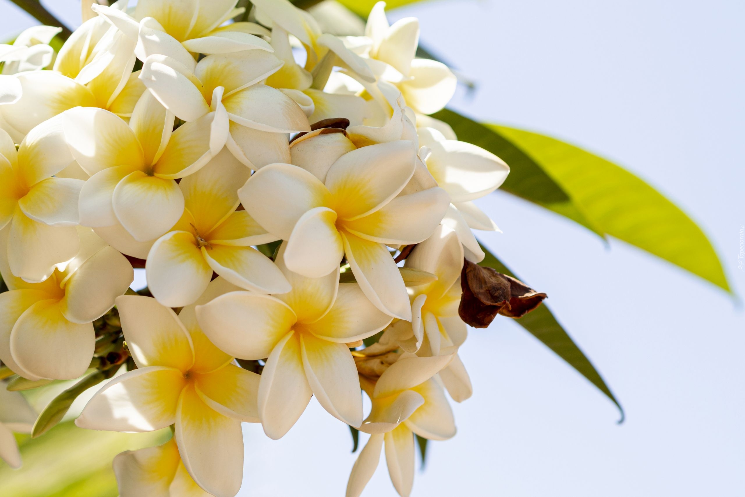 Kwiaty, Plumeria, Gałązka