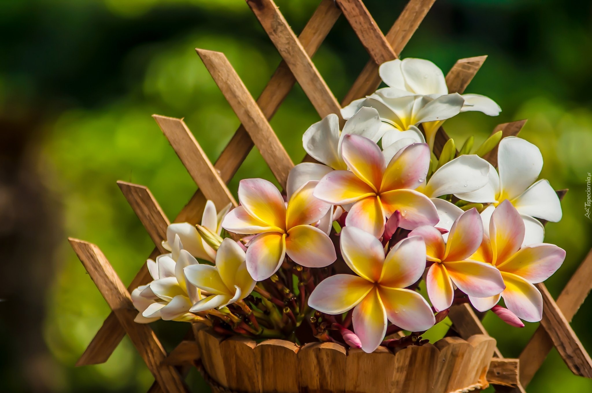 Plumeria, Doniczka