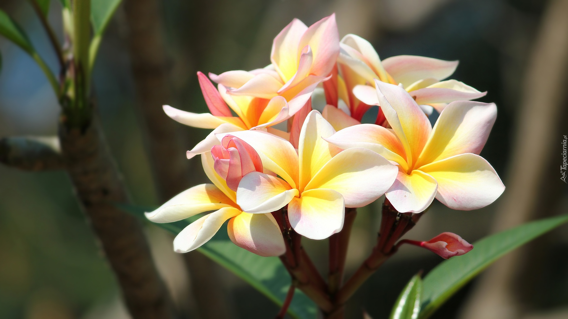 Kwiaty, Kolorowe, Plumeria, Liście