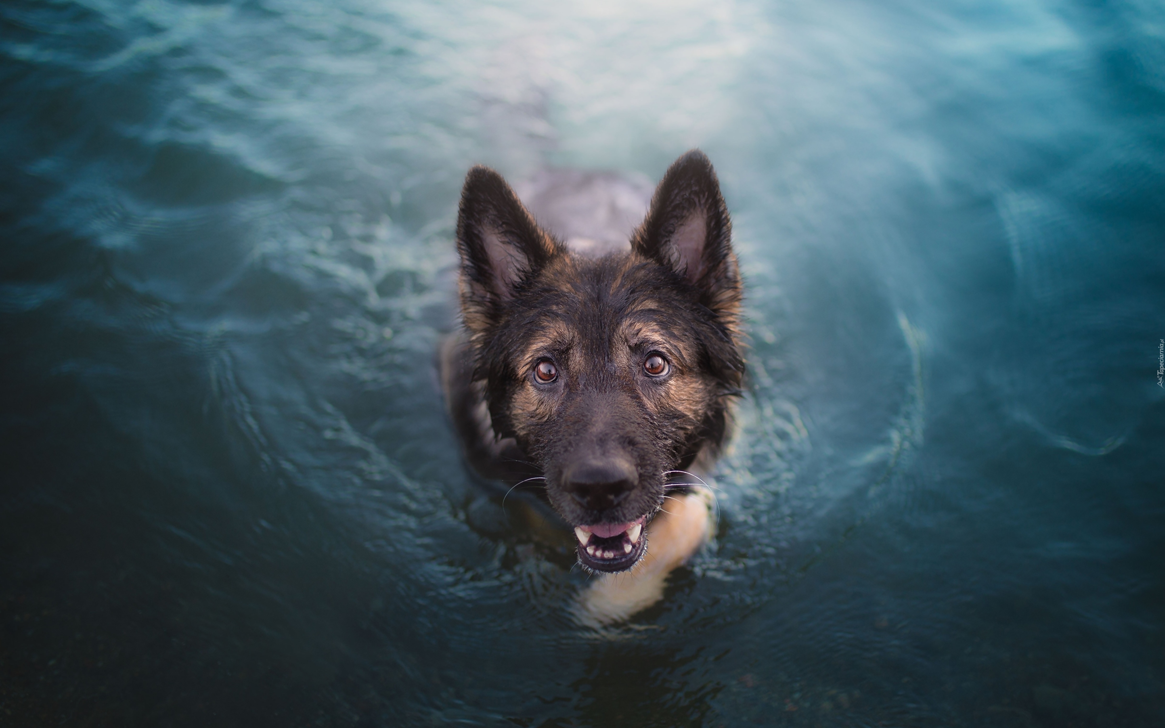 Pies, Owczarek niemiecki, Woda, Pływanie