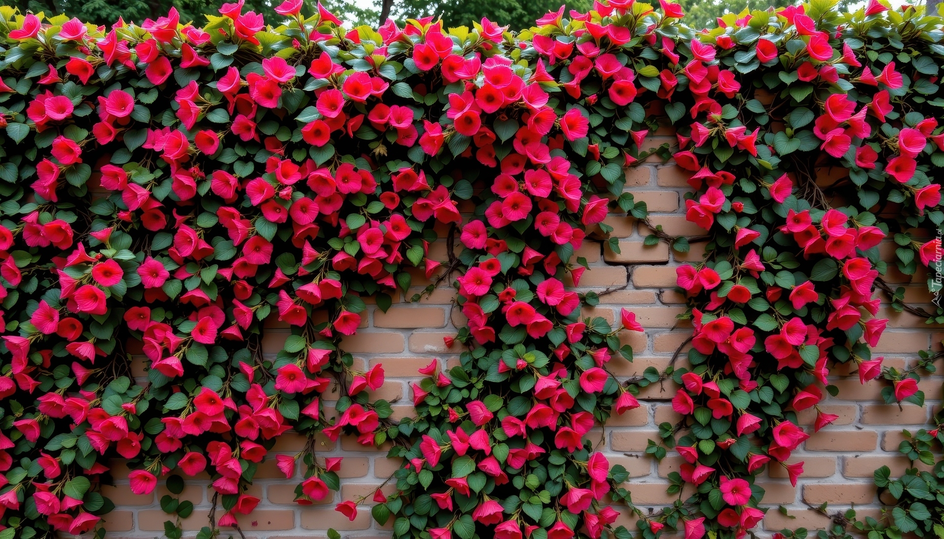 Mur, Cegły, Kwiaty, Pnące, Czerwone, Grafika AI