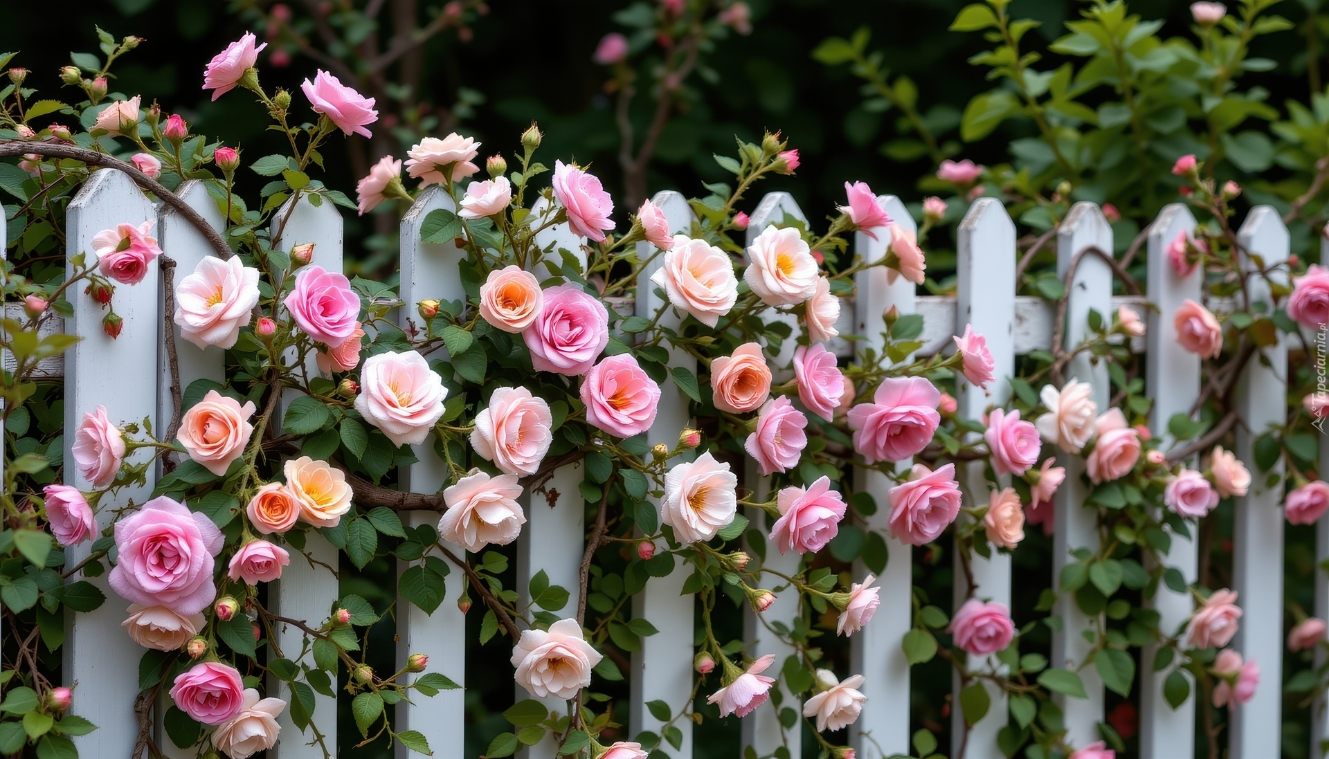 Płot, Biały, Kolorowe, Róże