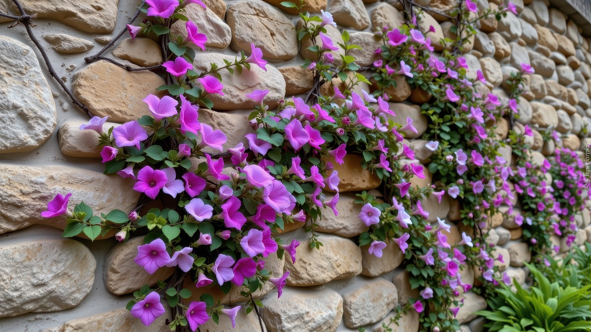 Mur, Kamienie, Pnące, Purpurowe, Kwiaty