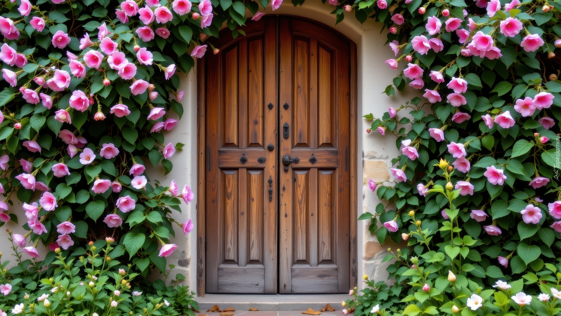 Drewniane, Drzwi, Ściana, Pnące, Różowe, Kwiaty