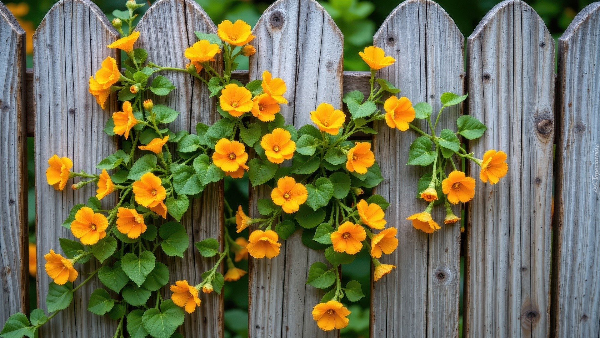 Pnące, Żółte, Kwiaty, Płot, Sztachety