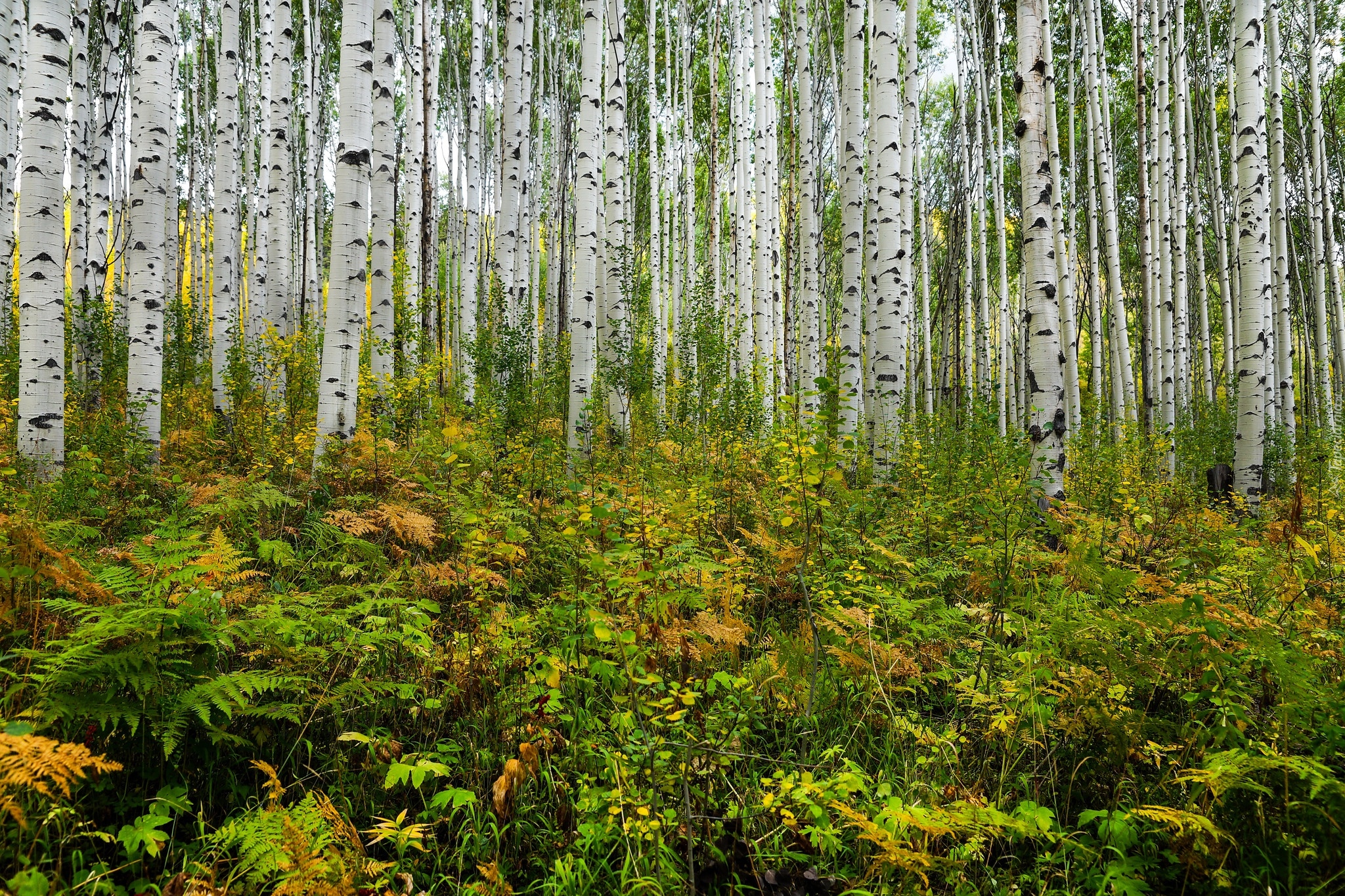 Birch grove. Березовая роща Низина. Березовый лес. Березы роща. Летний лес.