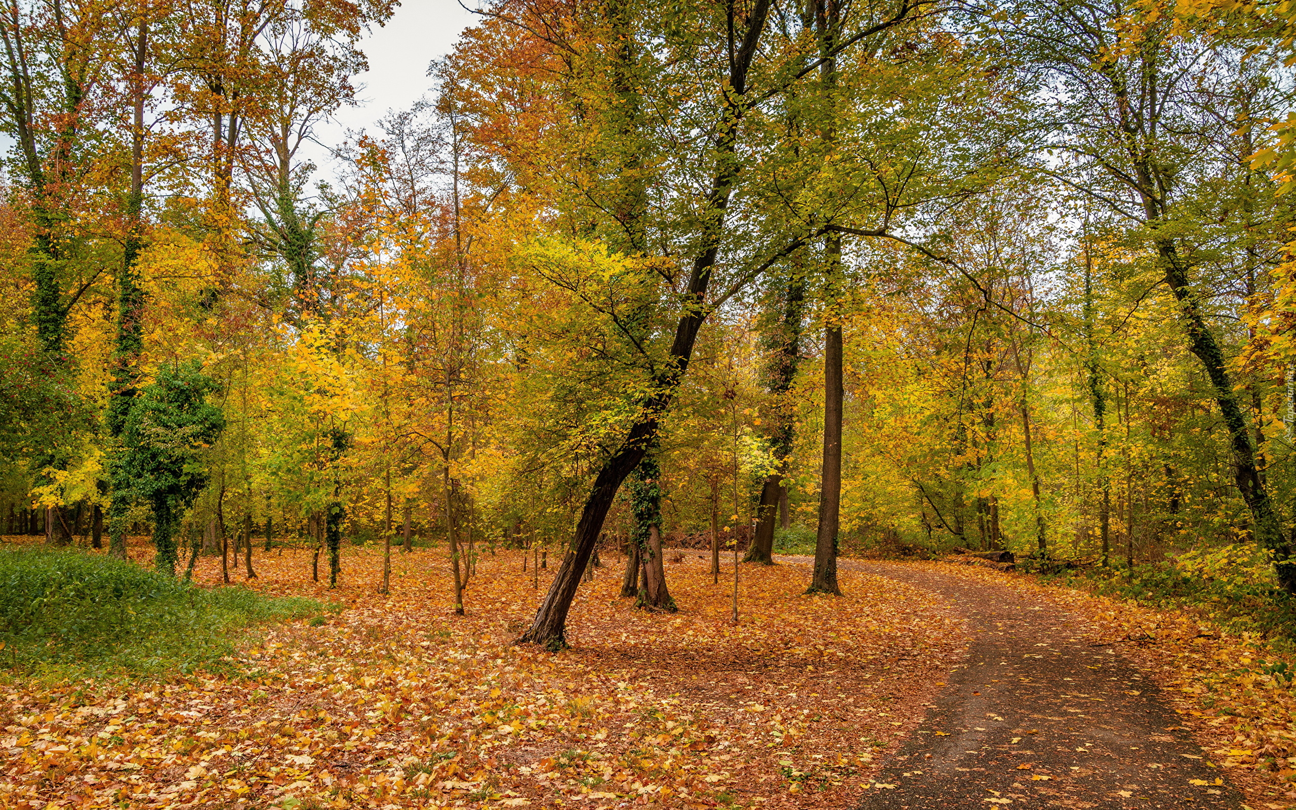 Park, Jesień, Opadłe, Liście, Drzewa, Droga