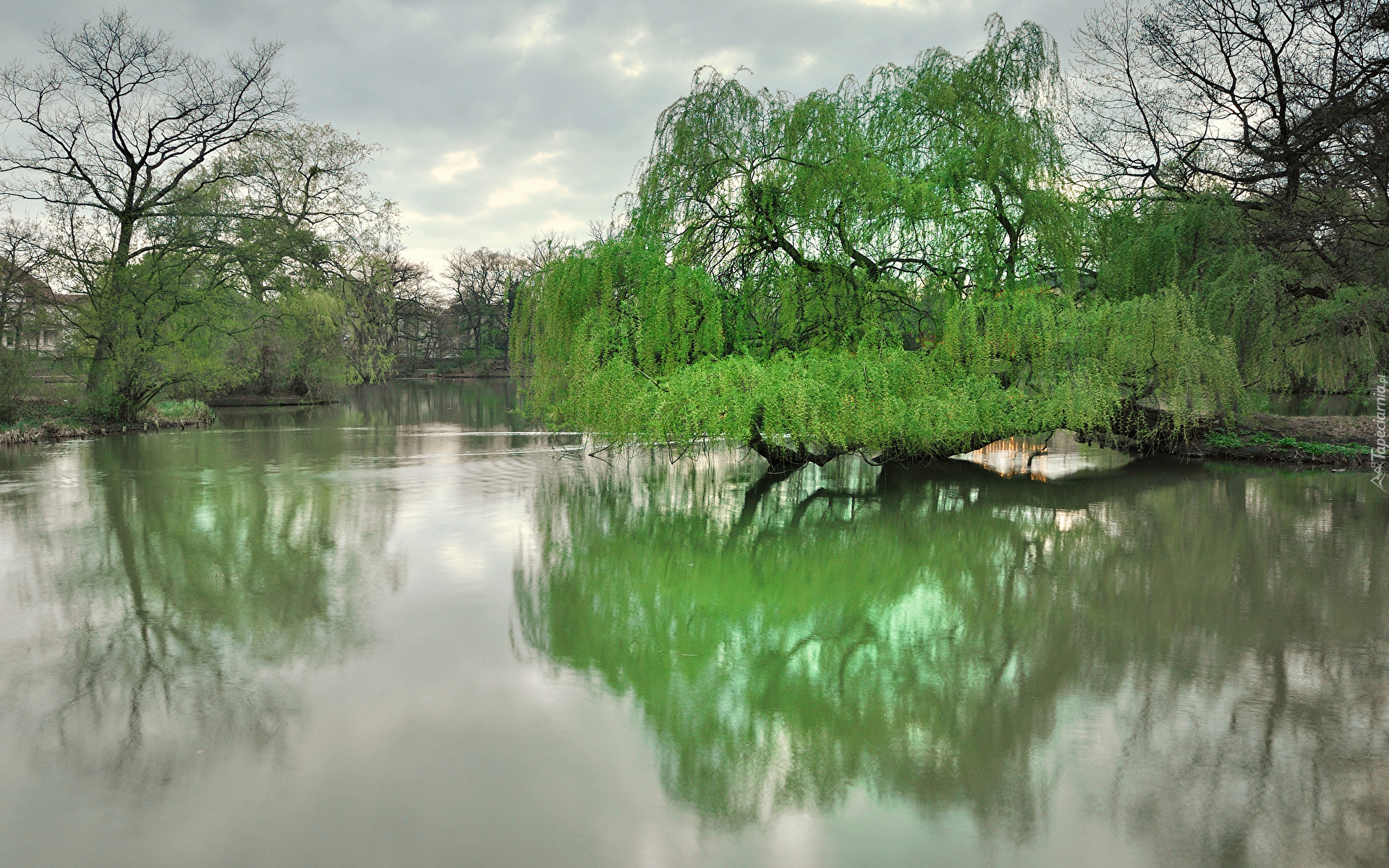 Wiosna, Pochylone, Drzewo, Wierzba płacząca, Staw, Park