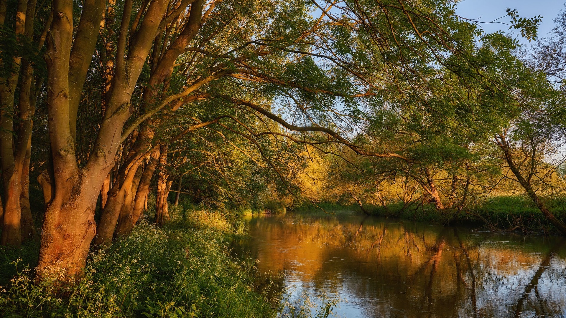 Rzeka, River Great Ouse, Drzewa, Hrabstwo Bedfordshire, Anglia