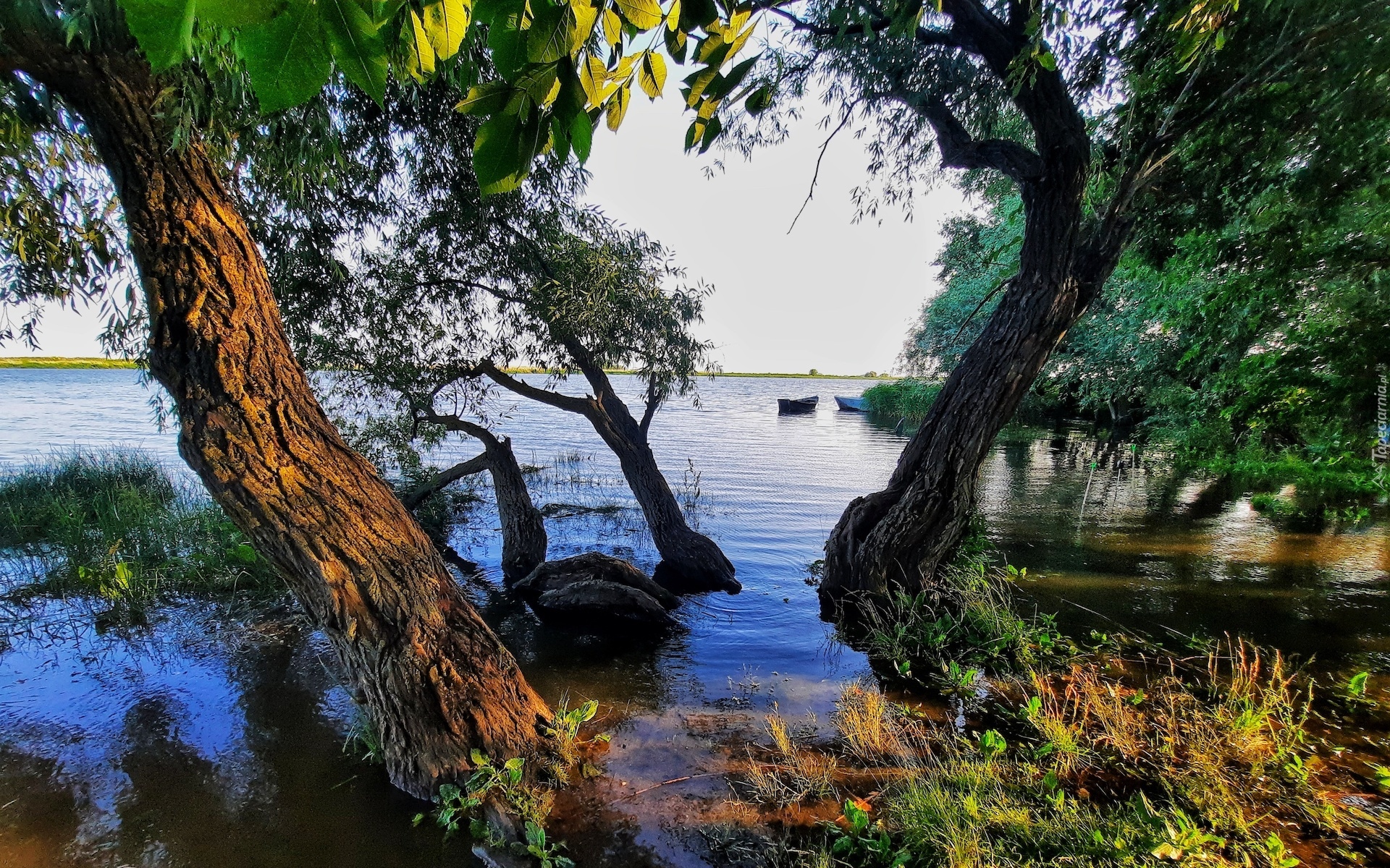 Jezioro, Drzewa, Łódki, Szuwary
