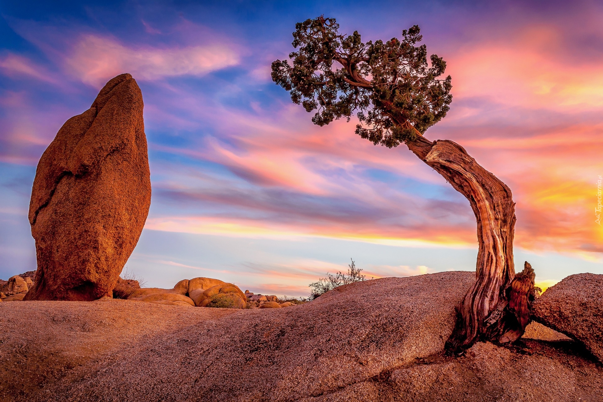 Stany Zjednoczone, Kalifornia, Park Narodowy Joshua Tree, Skały, Drzewo, Zachód słońca