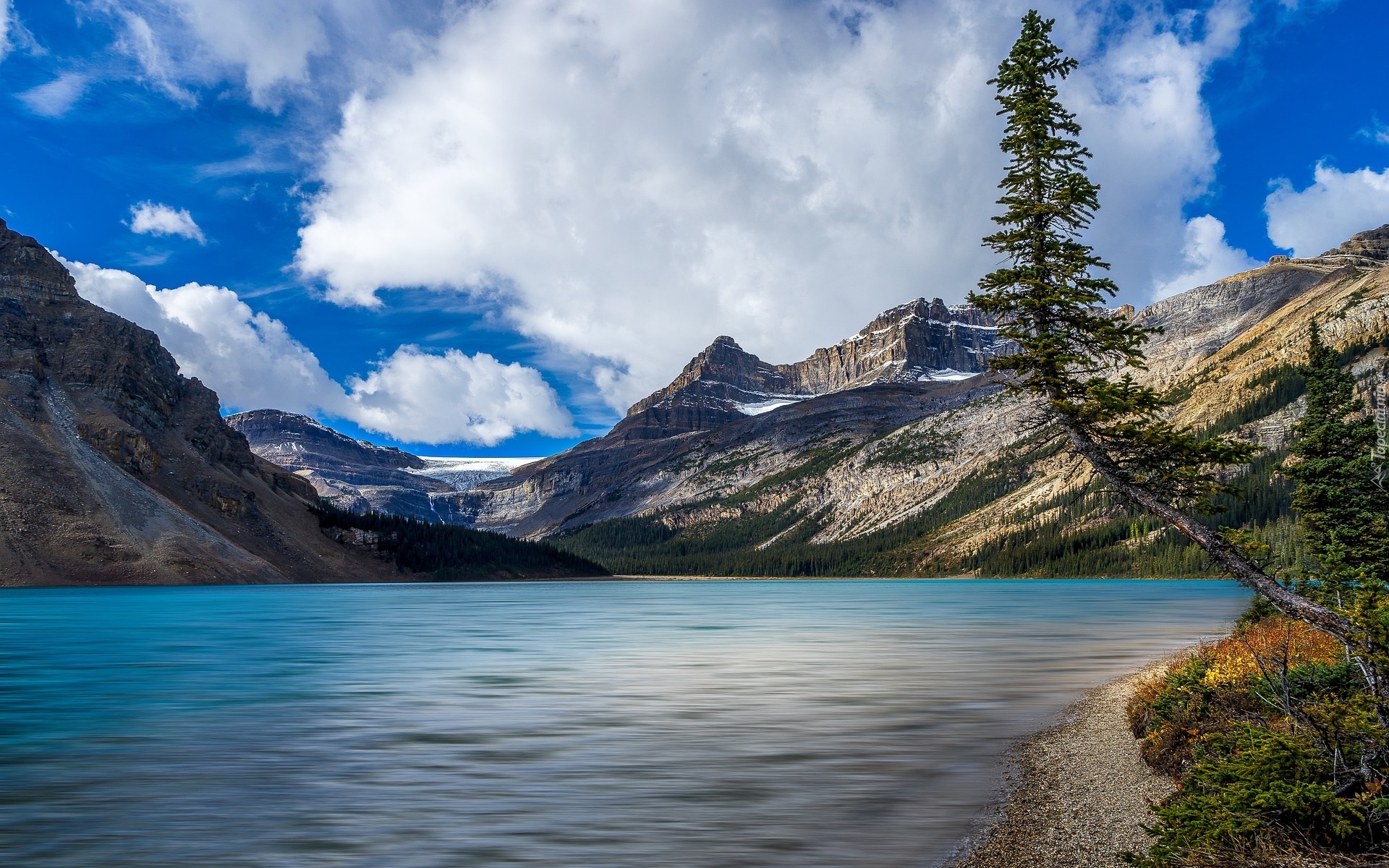 Góry, Canadian Rockies, Jezioro, Bow Lake, Pochylone, Drzewo, Park Narodowy Banff, Alberta, Kanada
