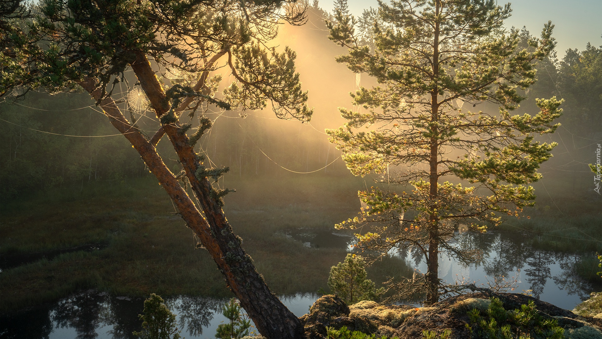 Drzewa, Pajęczyny, Kamienie, Jezioro Ładoga, Karelia, Rosja