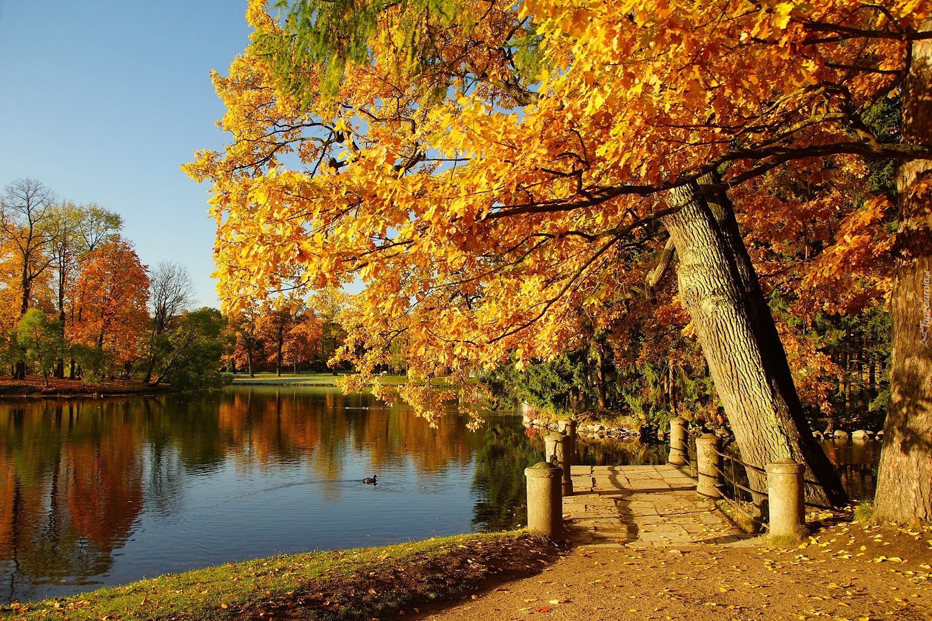 Park, Staw, Kaczka, Drzewa, Jesień