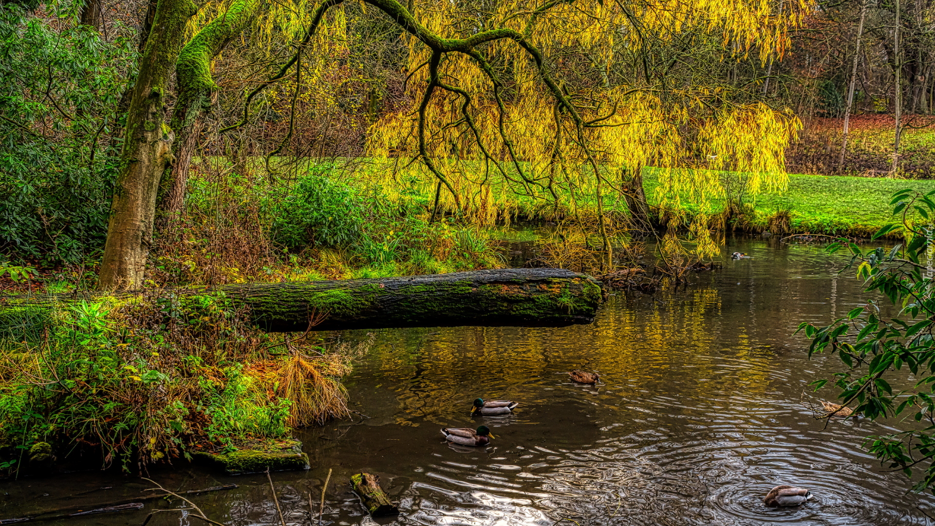 Park, Staw, Drzewo, Pochylone, Gałęzie, Kaczki, Wiosna, HDR