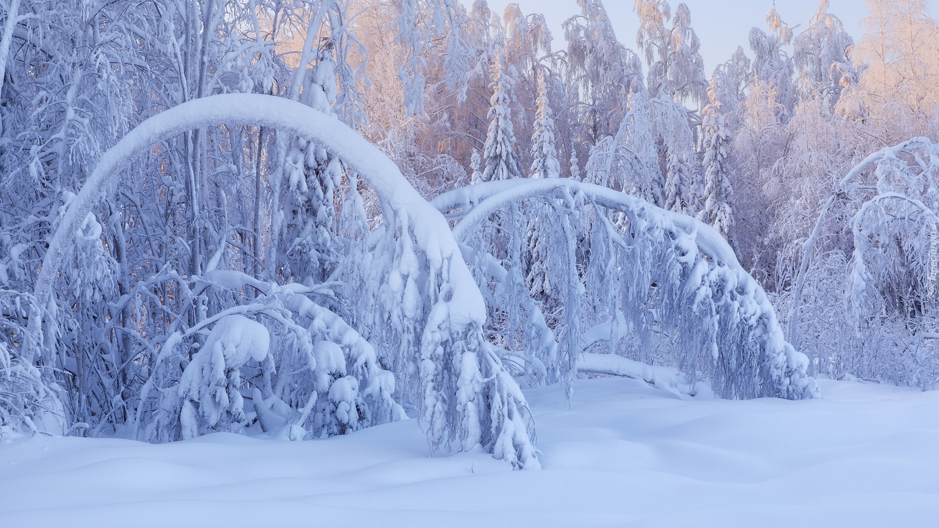 Las, Pochylone, Drzewa, Śnieg, Zima