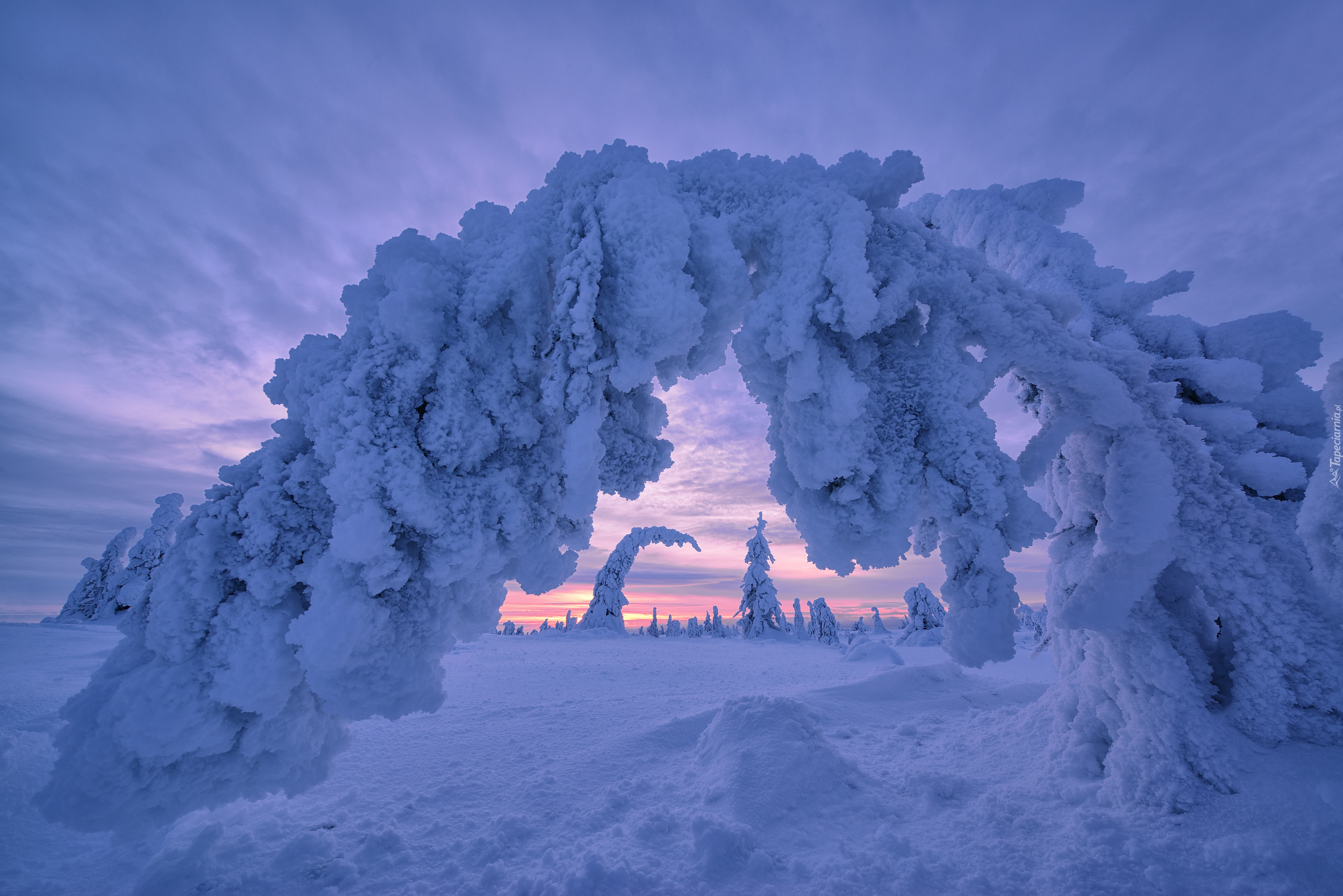 Zima, Drzewa, Zachód słońca, Laponia, Finlandia