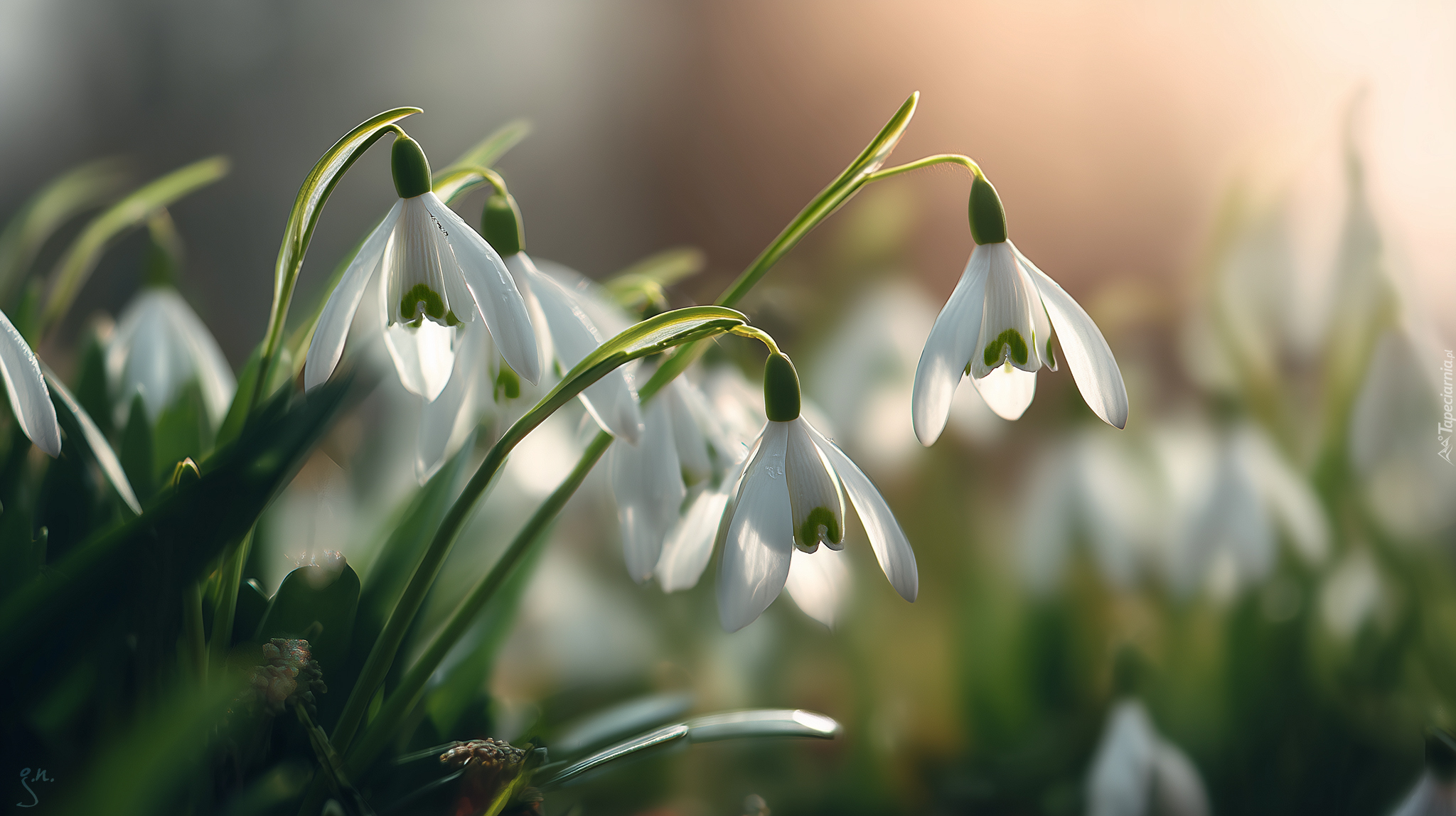 Pochylone, Przebiśniegi, Białe, Kwiaty, Grafika AI