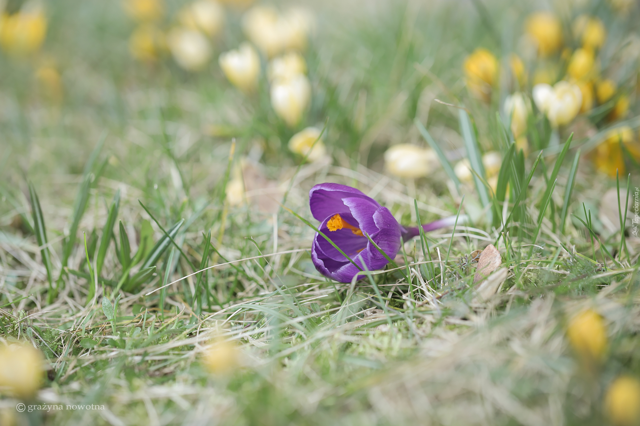 Fioletowy, Pochylony, Krokus, Trawa