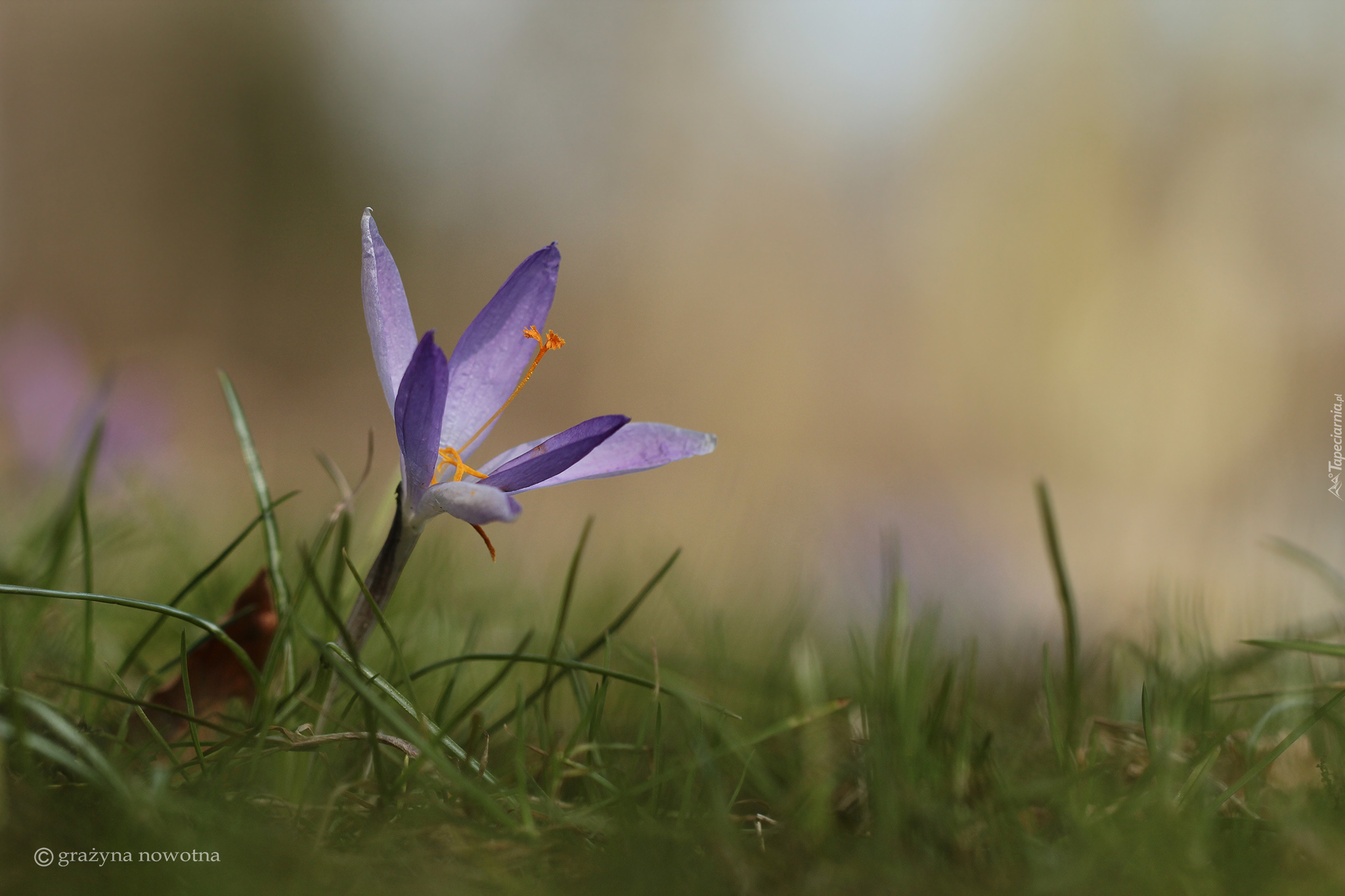 Liliowy, Krokus, Kwiat, Zbliżenie