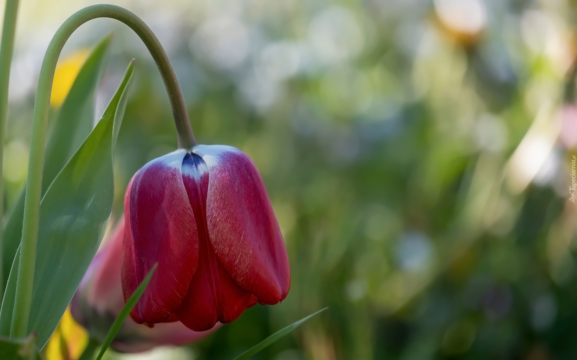 Kwiat, Tulipan, Liście