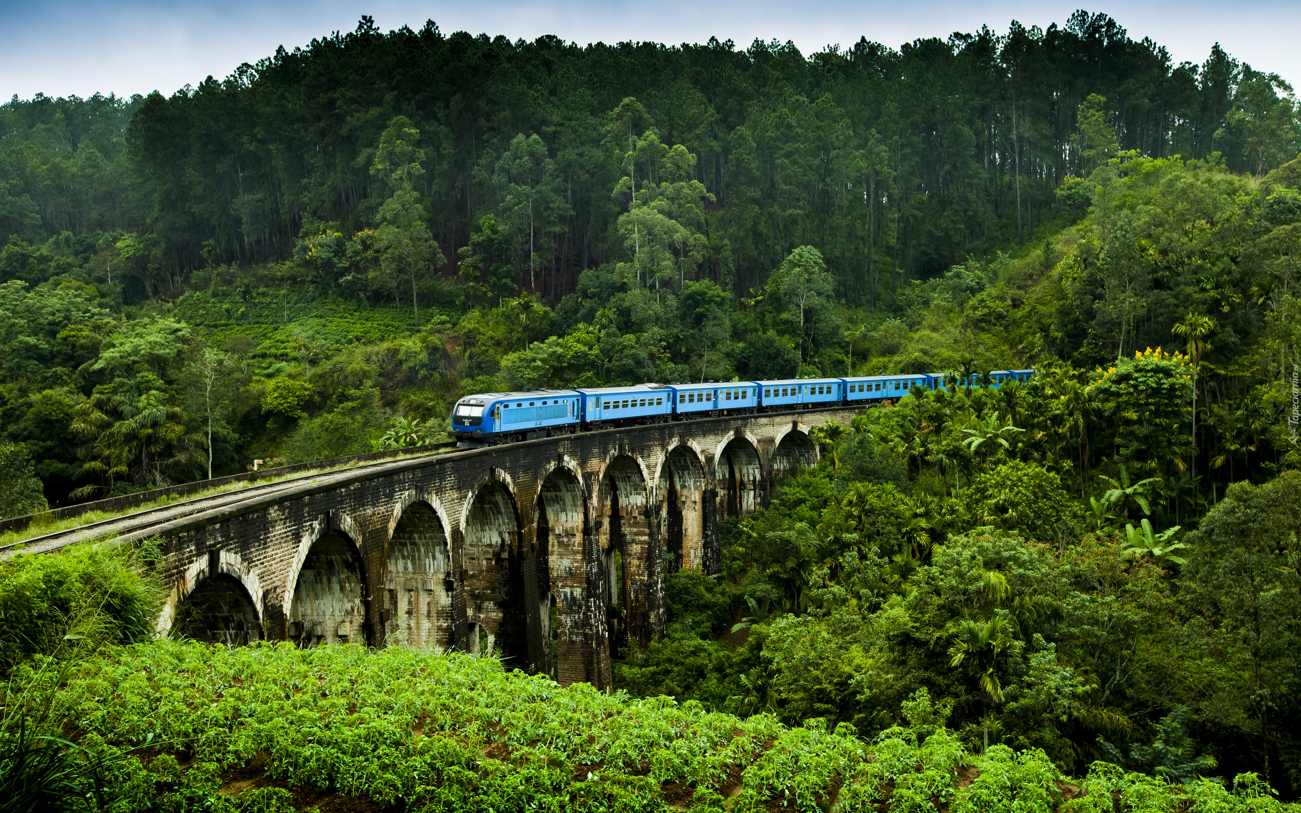 Sri Lanka, Demodara, Most Nine Arches Bridge, Lasy, Pociąg Elektryczny