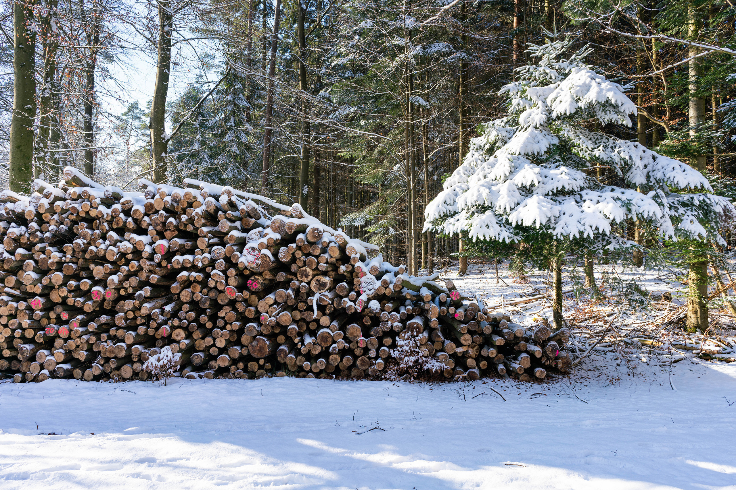 Zima, Drzewa, Śnieg, Pocięte, Drewno, Stos