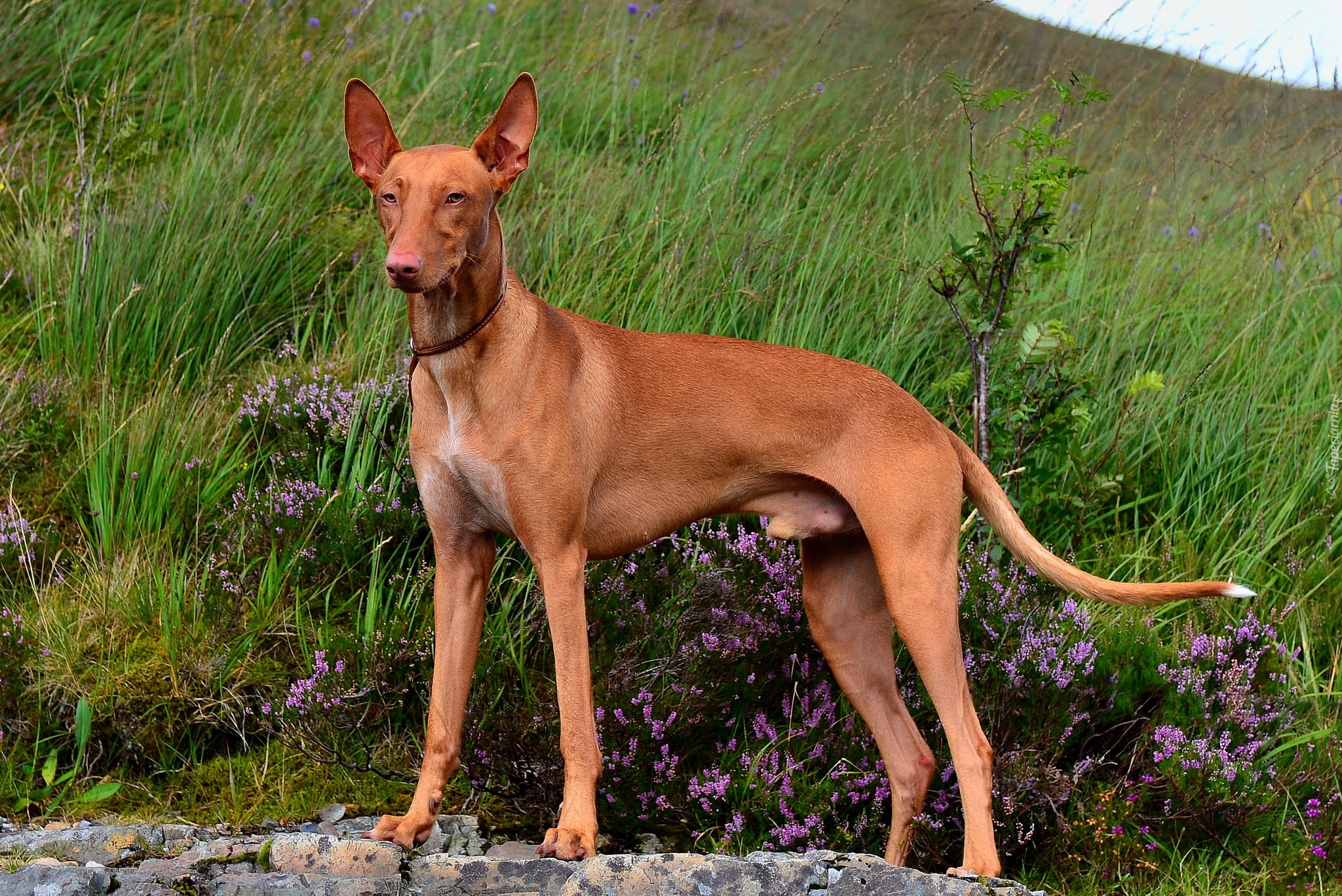 Pies, Podenco andaluzyjski, Łąka, Trawa, Wrzosy