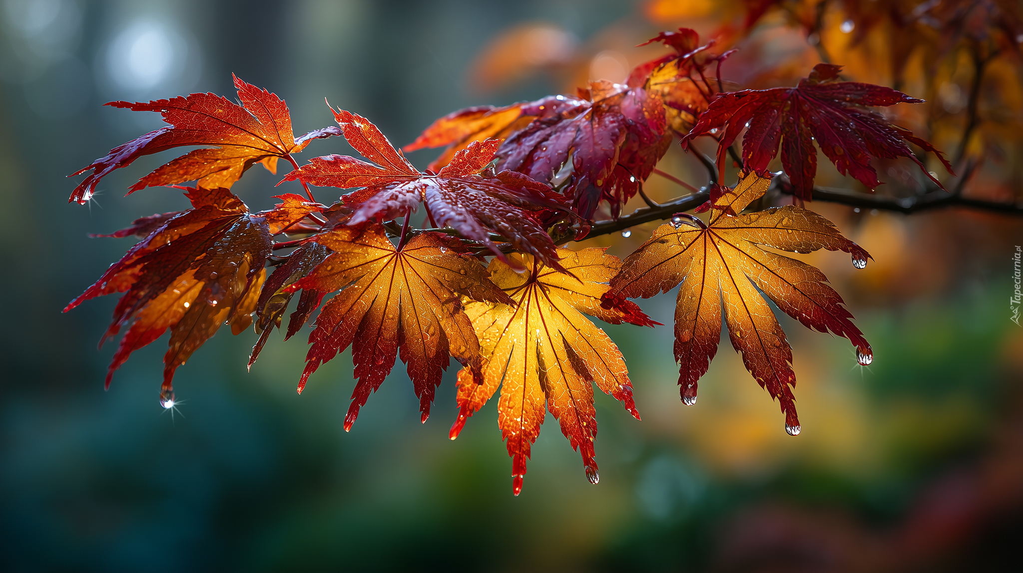 Klon, Liście, Krople, Grafika AI