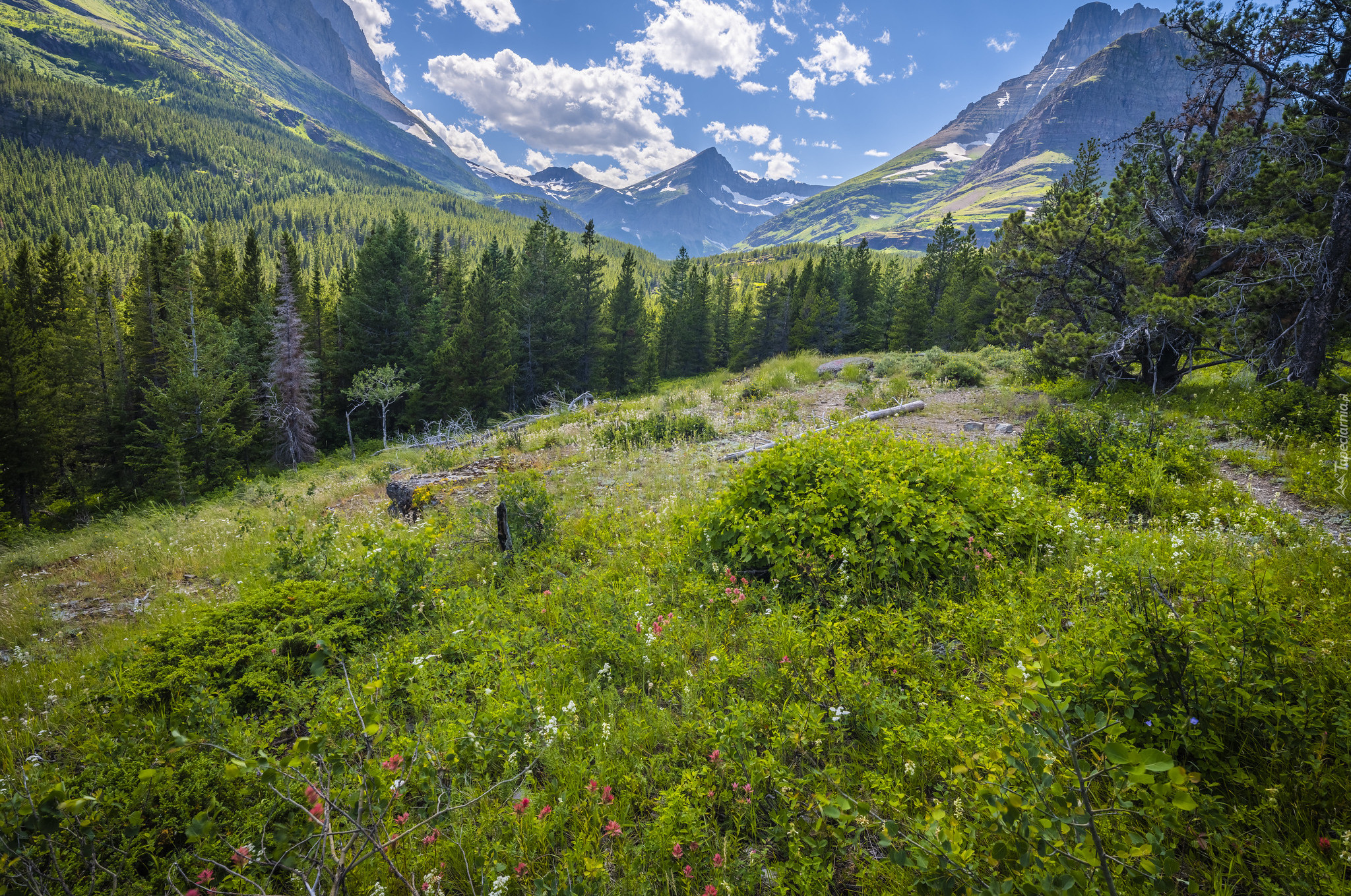 Góry, Drzewa, Kwiaty, Rośliny, Park Narodowy Glacier, Montana, Stany Zjednoczone