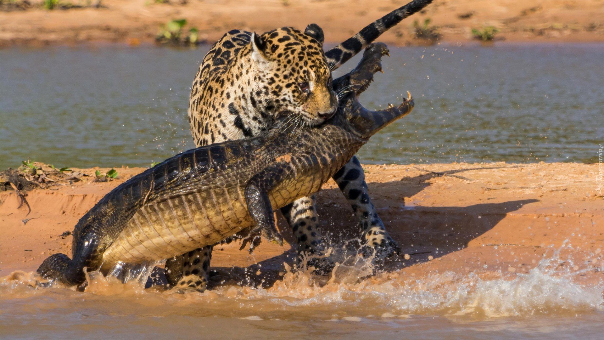 Krokodyl, Jaguar, Pojedynek