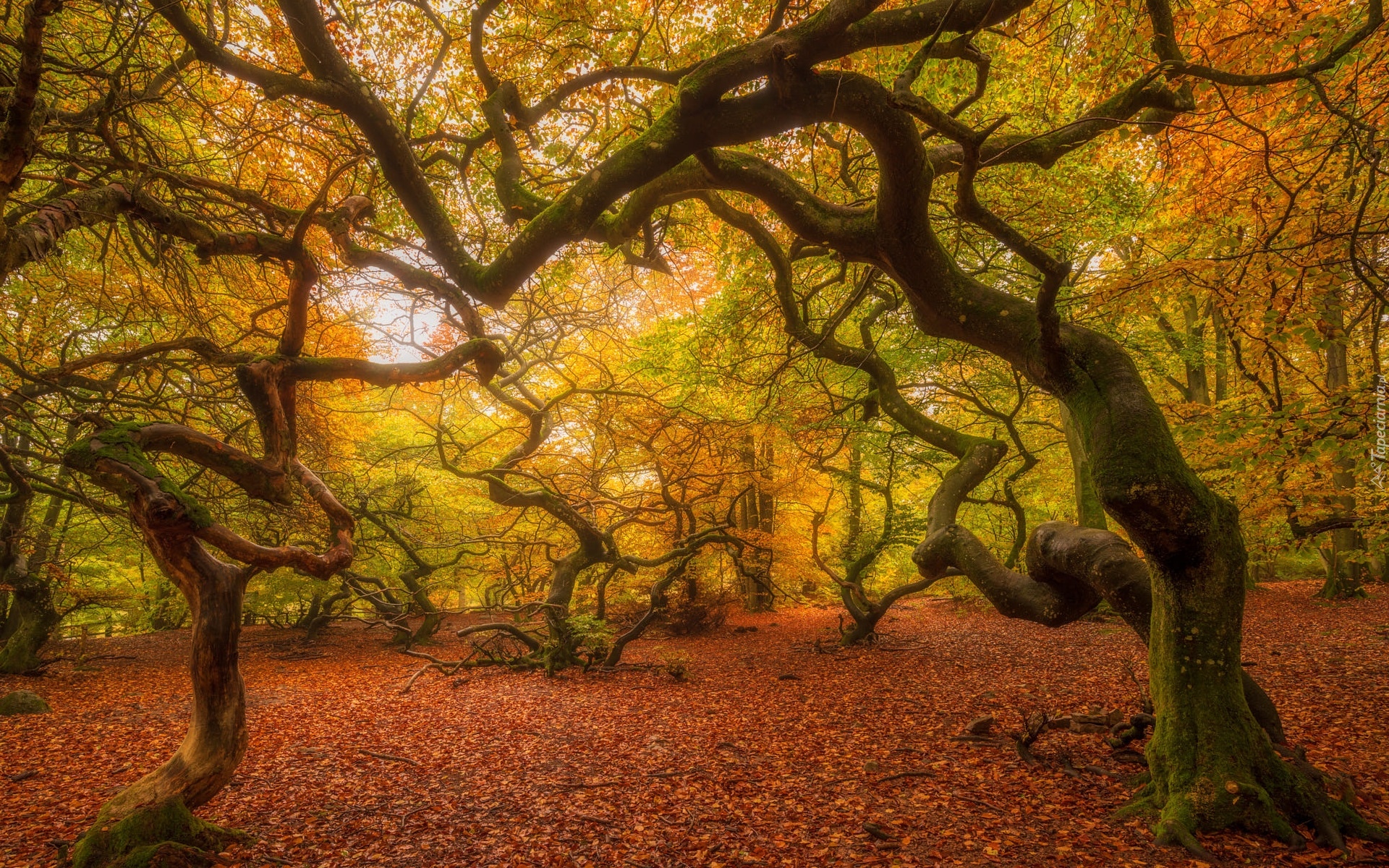 Las, Pokrzywione, Drzewa, Liście, Jesień