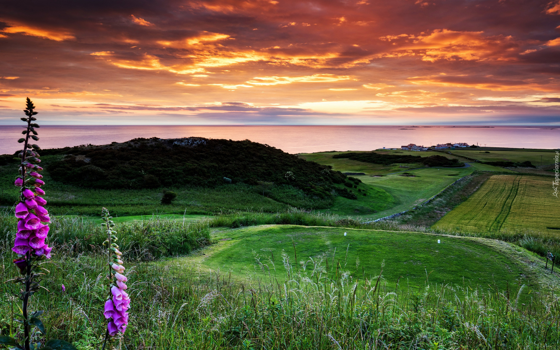 Wzgórze, Pole golfowe, Łąki, Trawa, Kwiaty, Naparstnica purpurowa, Chmury, Bamburgh, Northumberland, Anglia