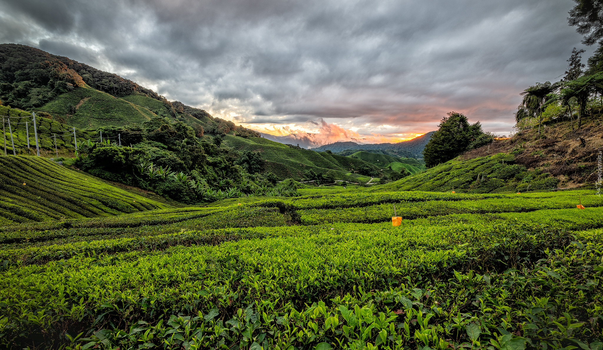 Malezja, Stan Pahang, Cameron Highlands, Góry, Pole, Plantacja herbaty, Niebo