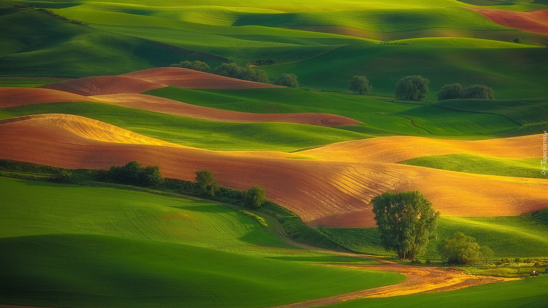 Pola, Drzewa, Wzgórza, Palouse, Stan Waszyngton, Stany Zjednoczone