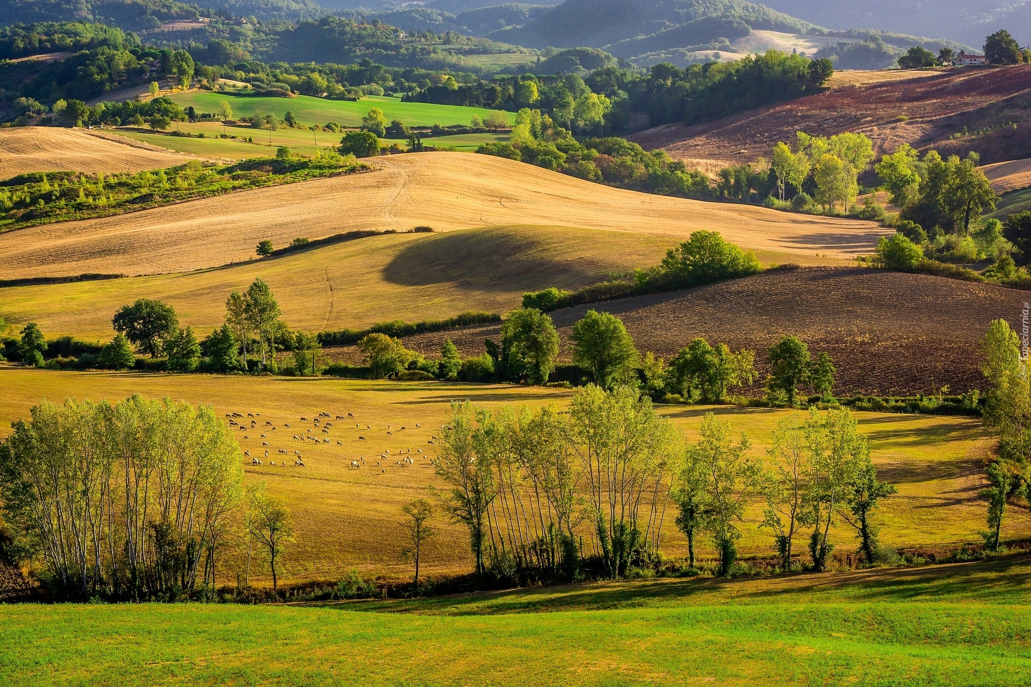 Wzgórza, Pola, Łąki, Drzewa, Owce, Prowincja Siena, Toskania, Włochy