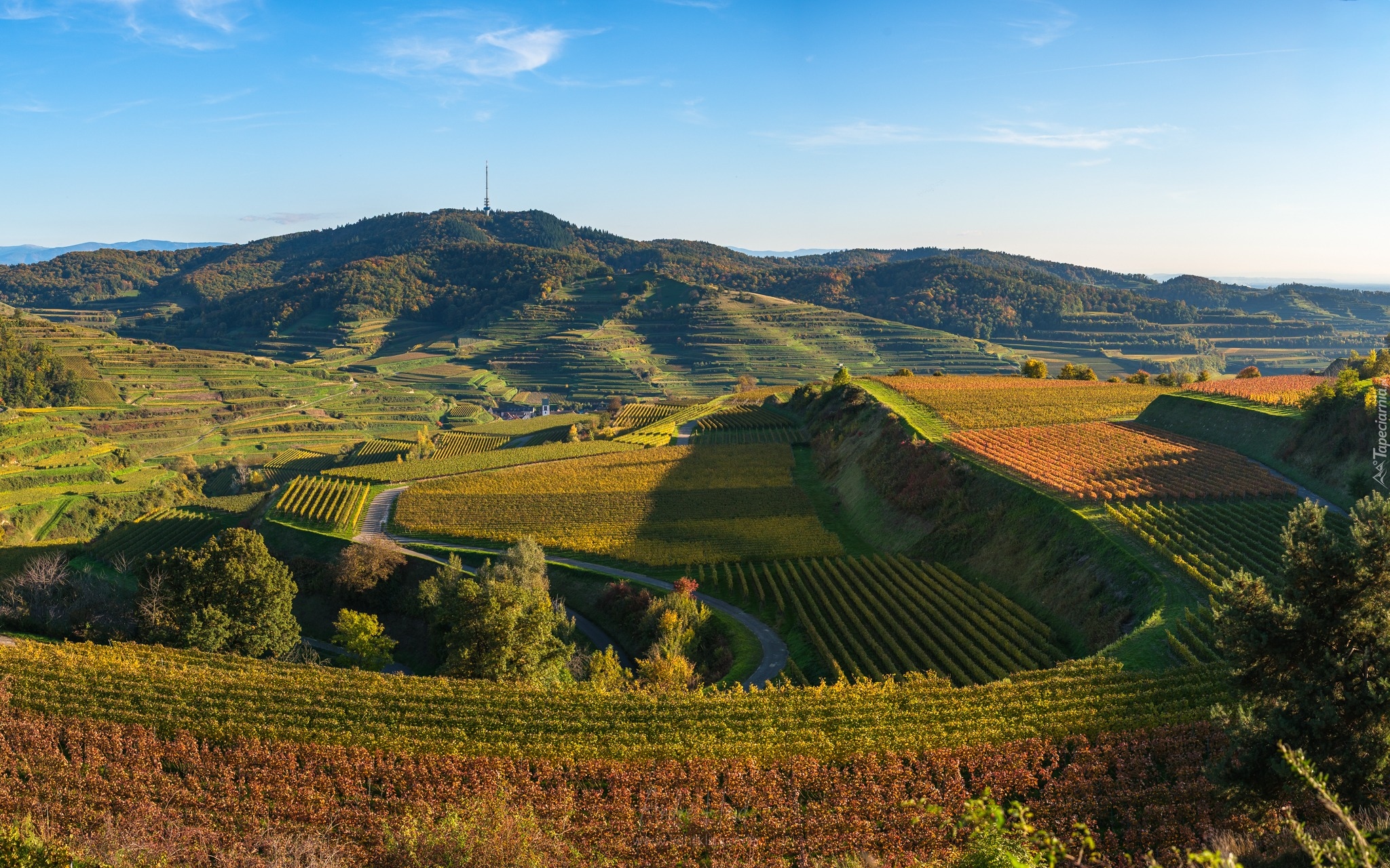 Góry, Wzgórza, Droga, Pola, Winnice, Drzewa, Vogtsburg Kaiserstuhl, Niemcy