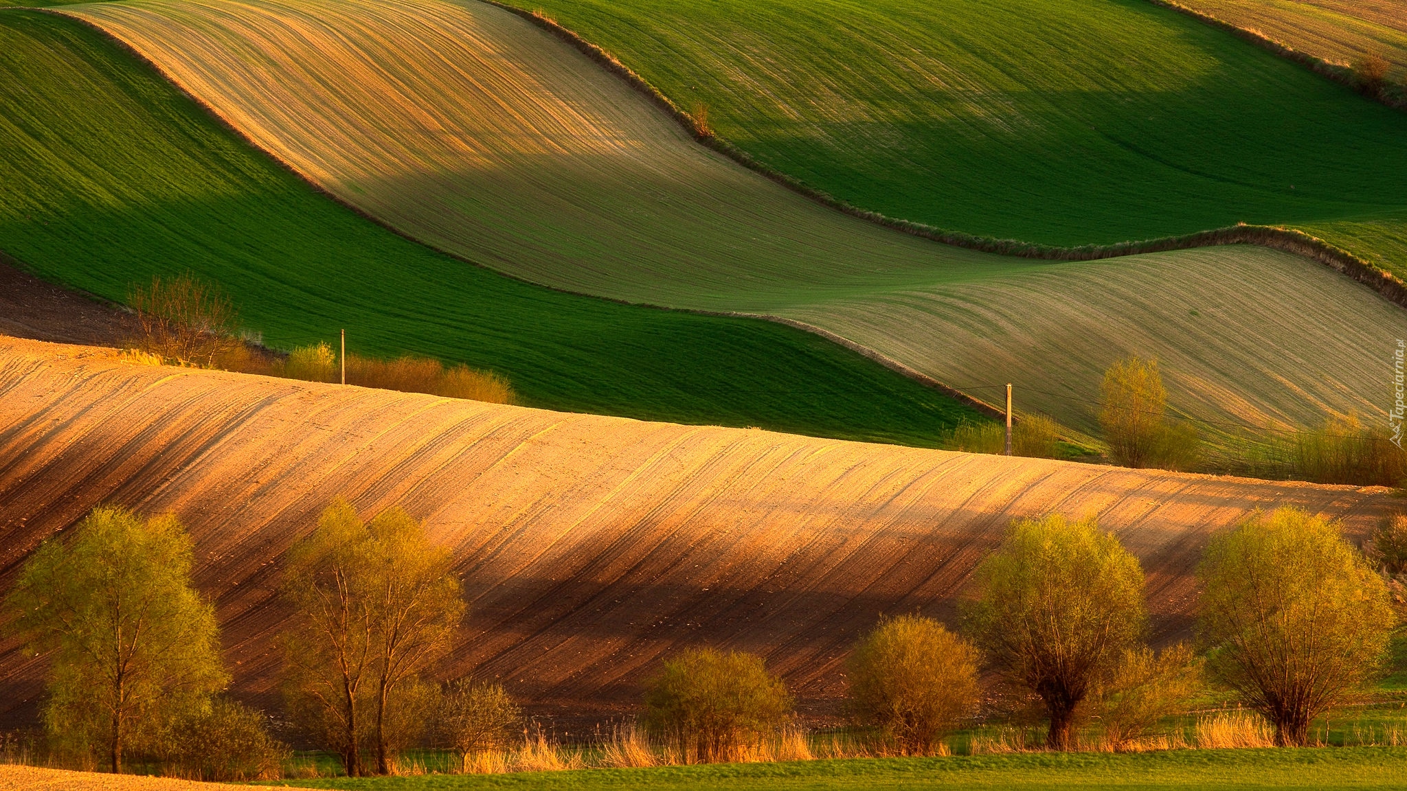 Polska, Niecka Nidziańska, Ponidzie, Pola, Drzewa