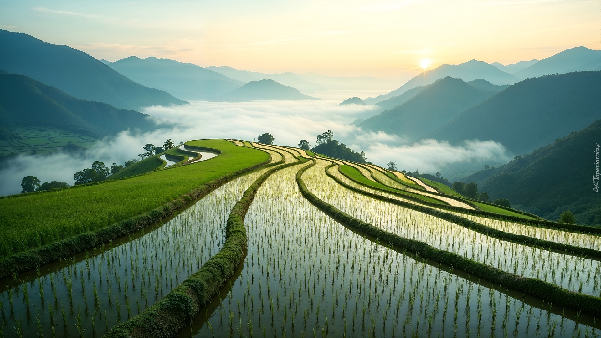 Pole, Tarasy ryżowe, Góry, Mgła, Niebo