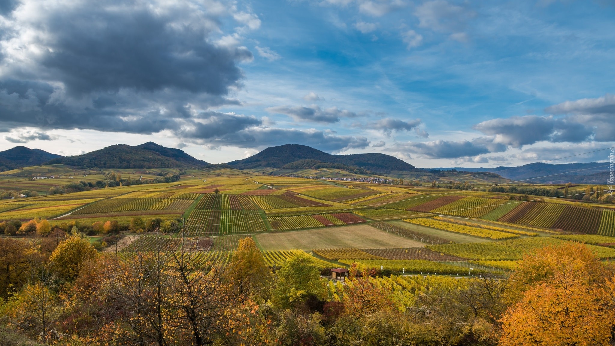 Góry, Pola, Drzewa