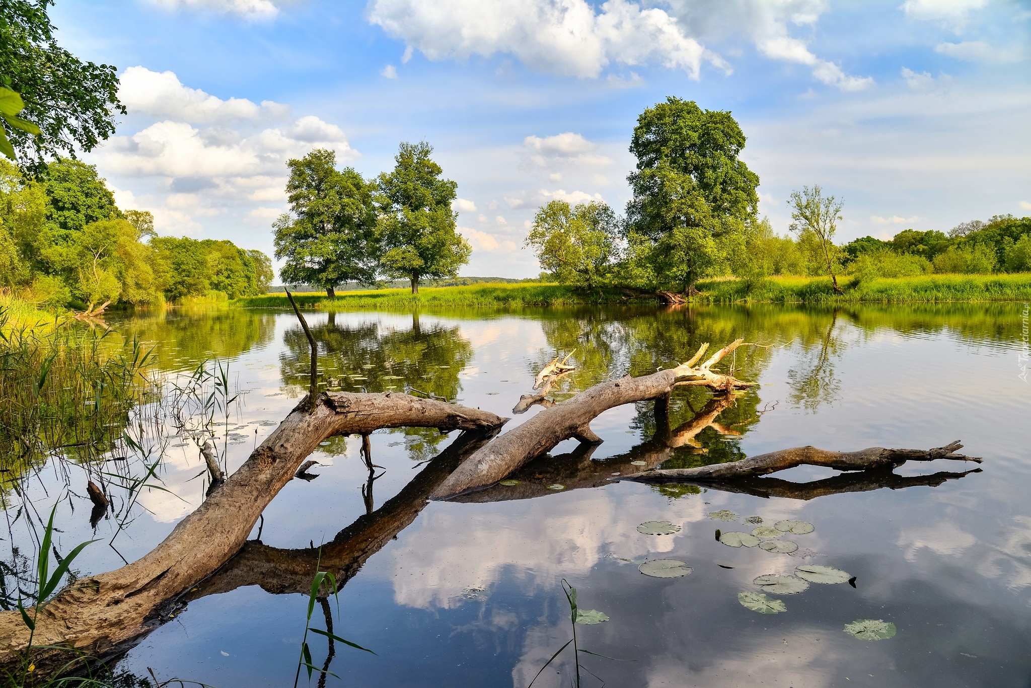 Lato, Rzeka, Drzewa, Rośliny, Połamane, Drzewo