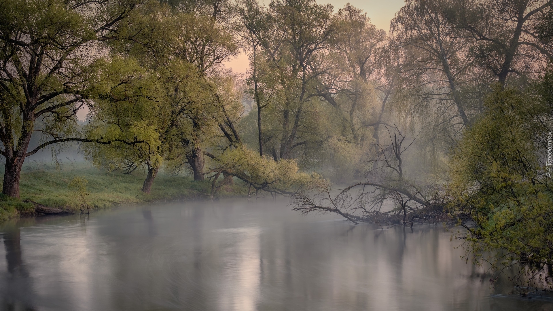 Drzewa, Mgła, Rzeka Istra, Obwód moskiewski, Rosja