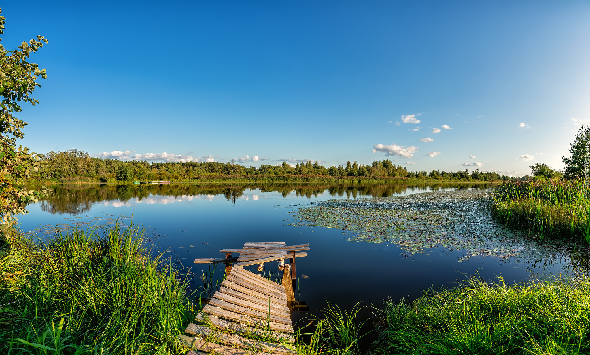 Jezioro, Pomost, Szuwary, Drzewa, Lato