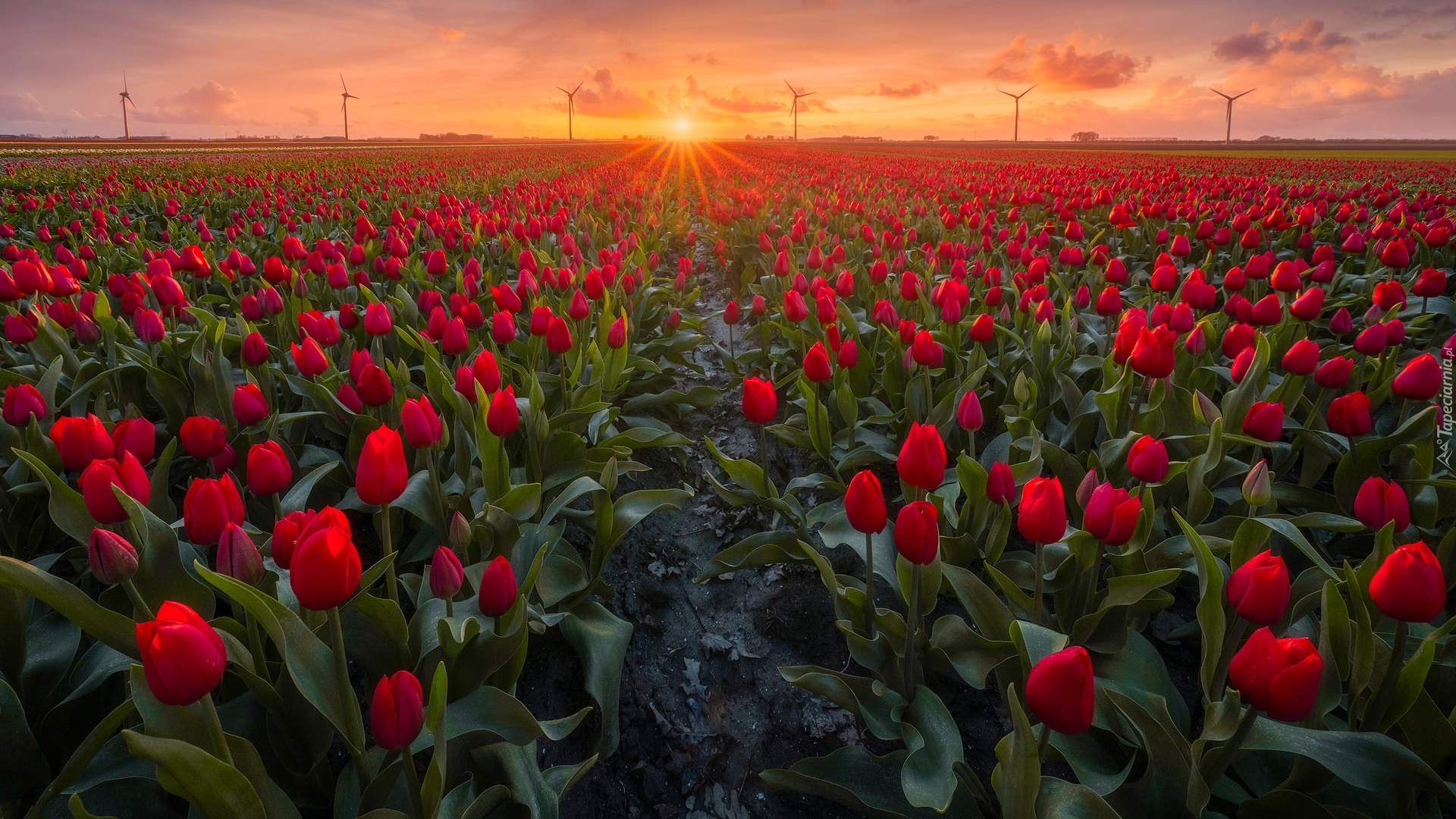 Pole, Tulipany, Zachód słońca, Wiatraki