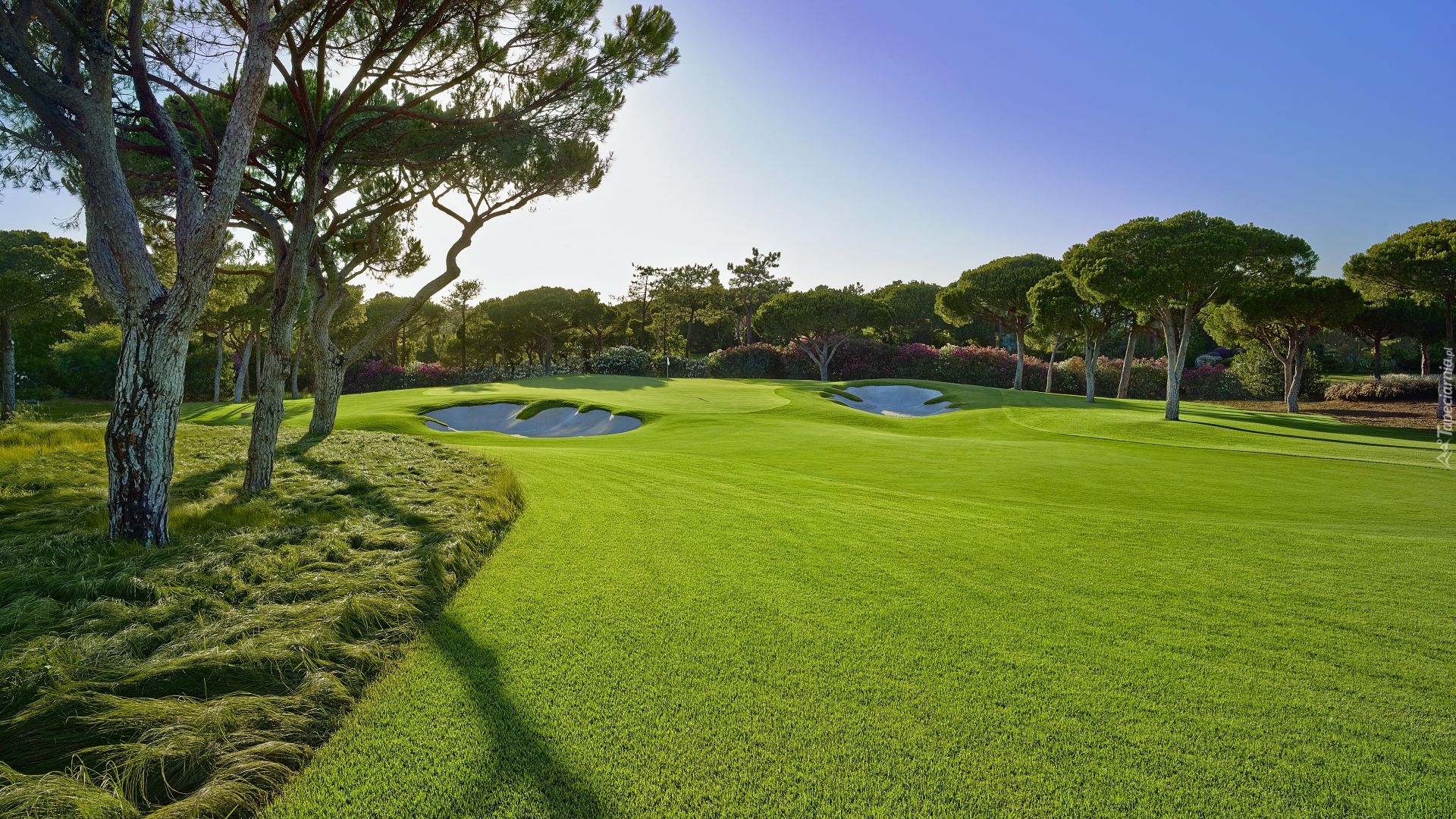 Pole golfowe, Drzewa, Hotel, Quinta do Lago, Almancil, Portugalia