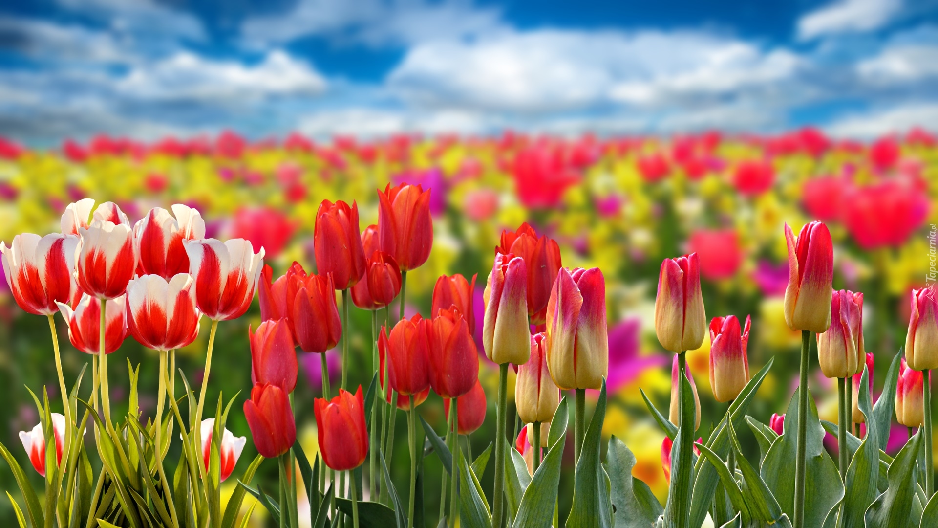 Tulipany, Kolorowe, Kwiaty, Pole